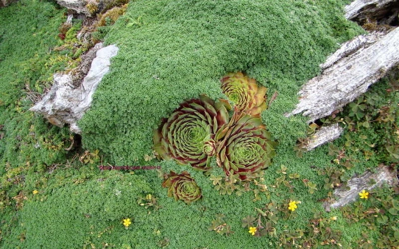 Elfin Creeping Thyme (Thymus Serpyllum 'Elfin') - 5 Pack Of Pint Pots 7 Elfin Creeping Thyme (Thymus Serpyllum 'Elfin') - 5 Pack Of Pint Pots - Image 5