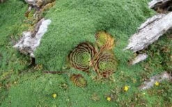 Elfin Creeping Thyme (Thymus Serpyllum 'Elfin') - 5 Pack Of Quart Pots -Garden Plants Shop picture creeping thyme elfin 4 2