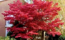 Red 'N Summer Japanese Maple - Acer Palmatum 'Hefner's Red' - 3 Gallon Pot -Garden Plants Shop picture japanese maple hefners red fall