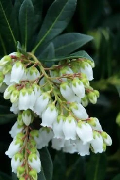 Southern Lady Pieris - 3 Gallon Pot -Garden Plants Shop pieris japonica southern lady 1