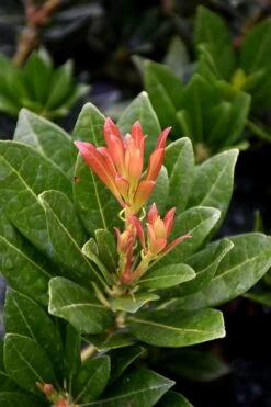 Southern Lady Pieris - 3 Gallon Pot -Garden Plants Shop pieris japonica southern lady 2