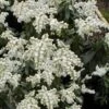 Southern Lady Pieris - 3 Gallon Pot -Garden Plants Shop pieris japonica southern lady 3
