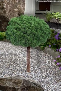 Valley Cushion Mugo Pine Single Trunk Topiary Tree - 2 Gallon Pot -Garden Plants Shop pinus mugo valley cushion mugo pine single trunk topiary tree 4