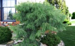 Angel Falls Weeping Eastern White Pine - 1 Gallon Pot -Garden Plants Shop pinus strobus angel falls white pine 3