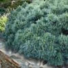 Coney Island White Pine - 2 Gallon Pot -Garden Plants Shop pinus strobus coney island white pine 10