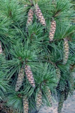 Coney Island White Pine - 2 Gallon Pot 9 Coney Island White Pine - 2 Gallon Pot -Garden Plants Shop pinus strobus coney island white pine 11