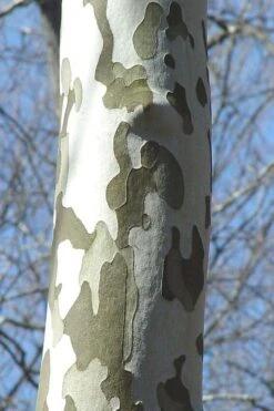 American Sycamore Tree - 3 Pack Of 1.5 Quart Pots 13 American Sycamore Tree - 3 Pack Of 1.5 Quart Pots -Garden Plants Shop platanus occidentalis american sycamore tree 1