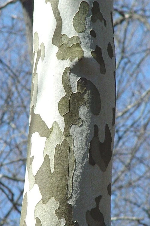 American Sycamore Tree - 3 Pack Of 1.5 Quart Pots 8 American Sycamore Tree - 3 Pack Of 1.5 Quart Pots - Image 6