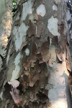 American Sycamore Tree - 3 Pack Of 1.5 Quart Pots 12 American Sycamore Tree - 3 Pack Of 1.5 Quart Pots -Garden Plants Shop platanus occidentalis american sycamore tree 6