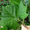American Sycamore Tree - 3 Pack Of 1.5 Quart Pots 1 American Sycamore Tree - 3 Pack Of 1.5 Quart Pots -Garden Plants Shop platanus occidentalis american sycamore tree 7