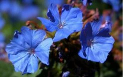 Hardy Blue Plumbago (Ceratostigma Plumbaginoides) - 1 Gallon Pot 12 Hardy Blue Plumbago (Ceratostigma Plumbaginoides) - 1 Gallon Pot -Garden Plants Shop plumbago hardy blue perennial 1