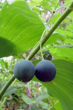 Jinguji Red Stem Solomon's Seal (Polygonatum) - 1 Gallon Pot 13 Jinguji Red Stem Solomon's Seal (Polygonatum) - 1 Gallon Pot -Garden Plants Shop polygonatum biflorum solomons seal 15