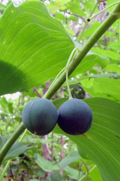 Jinguji Red Stem Solomon's Seal (Polygonatum) - 1 Gallon Pot 8 Jinguji Red Stem Solomon's Seal (Polygonatum) - 1 Gallon Pot - Image 6