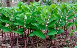 Jinguji Red Stem Solomon's Seal (Polygonatum) - 1 Gallon Pot 11 Jinguji Red Stem Solomon's Seal (Polygonatum) - 1 Gallon Pot -Garden Plants Shop polygonatum jinguji solomons seal 3