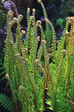 Western Sword Fern (Polystichum Munitum) - 1 Gallon Pot -Garden Plants Shop polystichum munitum western sword fern 10