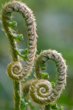 Western Sword Fern (Polystichum Munitum) - 1 Gallon Pot -Garden Plants Shop polystichum munitum western sword fern 2