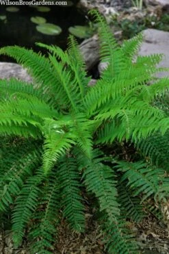 Western Sword Fern (Polystichum Munitum) - 1 Gallon Pot -Garden Plants Shop polystichum munitum western sword fern 4