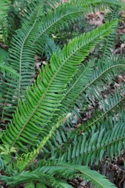 Western Sword Fern (Polystichum Munitum) - 1 Gallon Pot -Garden Plants Shop polystichum munitum western sword fern 5
