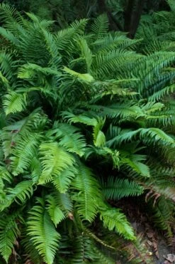 Western Sword Fern (Polystichum Munitum) - 1 Gallon Pot -Garden Plants Shop polystichum munitum western sword fern 8