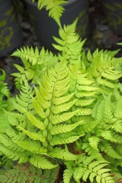 Korean Rock Fern - 6 Pack Of 1 Gallon Pots -Garden Plants Shop polystichum tsus simense korean rock fern 4
