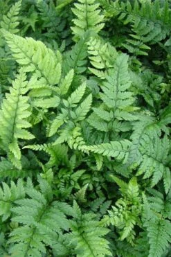 Korean Rock Fern - 6 Pack Of 1 Gallon Pots -Garden Plants Shop polystichum tsus simense korean rock fern 5