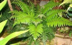 Korean Rock Fern - 6 Pack Of 1 Gallon Pots -Garden Plants Shop polystichum tsus simense korean rock fern 6