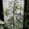 Flying Dragon Hardy Orange Tree - 3 Gallon Pot -Garden Plants Shop poncirus trifoliata flying dragon hardy orange 20
