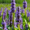 Heartleaf Purple Pickerel Weed (Pontaderia Cordata) - 1 Gallon Pot 2 Heartleaf Purple Pickerel Weed (Pontaderia Cordata) - 1 Gallon Pot -Garden Plants Shop pontaderia cordata pickerel weed 20