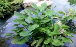 Heartleaf Purple Pickerel Weed (Pontaderia Cordata) - 6 Pack Of 1 Gallon Pot -Garden Plants Shop pontederia cordata pickerel weed 3 2