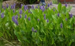 Heartleaf Purple Pickerel Weed (Pontaderia Cordata) - 6 Pack Of 1 Gallon Pot -Garden Plants Shop pontederia cordata pickerel weed 4 2