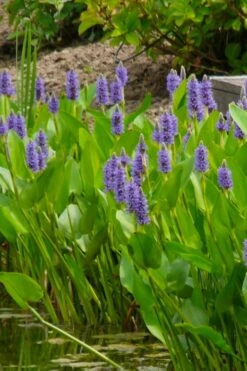 Heartleaf Purple Pickerel Weed (Pontaderia Cordata) - 8 Pack Of 1 Gallon Pot -Garden Plants Shop pontederia cordata pickerel weed 5 1