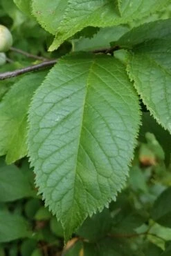 American Wild Plum Tree (Prunus Americana) - 1 Gallon Pot -Garden Plants Shop prunus americana american wild plum tree 10