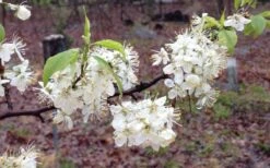 American Wild Plum Tree (Prunus Americana) - 1 Gallon Pot -Garden Plants Shop prunus americana american wild plum tree 11