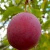American Wild Plum Tree (Prunus Americana) - 1 Gallon Pot -Garden Plants Shop prunus americana american wild plum tree 3