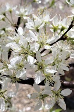 American Wild Plum Tree (Prunus Americana) - 1 Gallon Pot -Garden Plants Shop prunus americana american wild plum tree 5