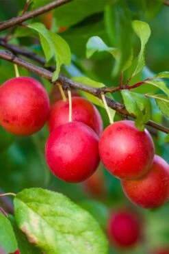 American Wild Plum Tree (Prunus Americana) - 1 Gallon Pot -Garden Plants Shop prunus americana american wild plum tree 6