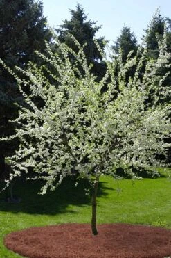 American Wild Plum Tree (Prunus Americana) - 1 Gallon Pot -Garden Plants Shop prunus americana american wild plum tree 9