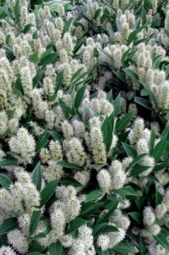 Otto Luyken English Laurel (Prunus Laurocersasus) - 1 Gallon Pot -Garden Plants Shop prunus laurocerasus otto luyken laurel 1