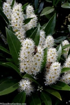 Otto Luyken English Laurel (Prunus Laurocersasus) - 1 Gallon Pot -Garden Plants Shop prunus laurocerasus otto luyken laurel 3