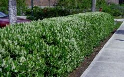 Otto Luyken English Laurel (Prunus Laurocersasus) - 1 Gallon Pot -Garden Plants Shop prunus laurocerasus otto luyken laurel 4