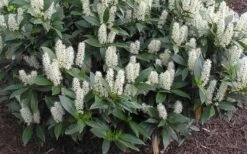 Zabel Laurel (Prunus Laurocersasus 'Zabeliana') - 6 Pack Of 1 Gallon Pots -Garden Plants Shop prunus laurocerasus zabeliana zabel cherry laurel 1