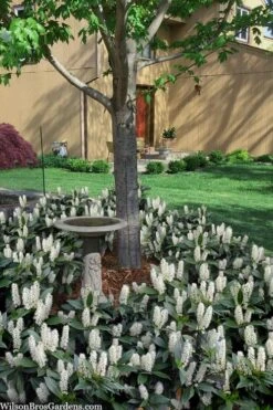 Zabel Laurel (Prunus Laurocersasus 'Zabeliana') - 6 Pack Of 1 Gallon Pots -Garden Plants Shop prunus laurocerasus zabeliana zabel cherry laurel 2