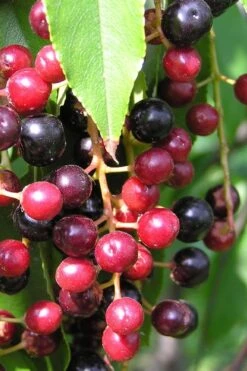 Wild Black Cherry Tree - 3 Gallon Pot -Garden Plants Shop prunus serotina wild black cherry tree 4