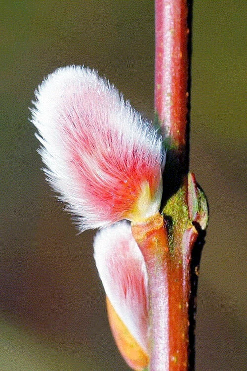 French Pink Pussy Willow - 3 Gallon Pot 3 French Pink Pussy Willow - 3 Gallon Pot