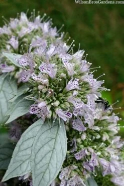 Silver Leaf Mountain Mint (Pycnanthemum Incanum) - 1 Gallon Pot -Garden Plants Shop pycnanthemum incanum hoary silver leaf mint 1
