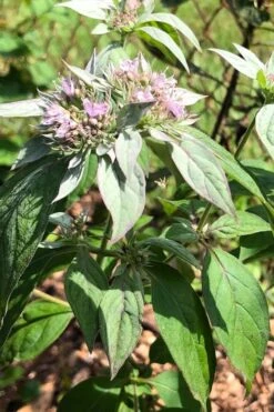 Silver Leaf Mountain Mint (Pycnanthemum Incanum) - 1 Gallon Pot -Garden Plants Shop pycnanthemum incanum hoary silver leaf mint 2