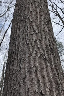 Scarlet Oak Tree (Quercus Coccinea) - 3 Gallon Pot -Garden Plants Shop quercus coccinea scarlet oak bark trunk 11