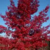 Scarlet Oak Tree (Quercus Coccinea) - 3 Gallon Pot -Garden Plants Shop quercus coccinea scarlet oak tree 3
