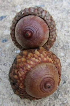 Scarlet Oak Tree (Quercus Coccinea) - 3 Gallon Pot -Garden Plants Shop quercus coccinea scarlet oak tree acorns