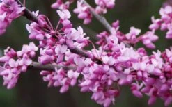 Eastern Redbud - 5 Gallon Pot 11 Eastern Redbud - 5 Gallon Pot -Garden Plants Shop redbud Eastern Tree Flowers 1